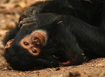 Gombe National Park